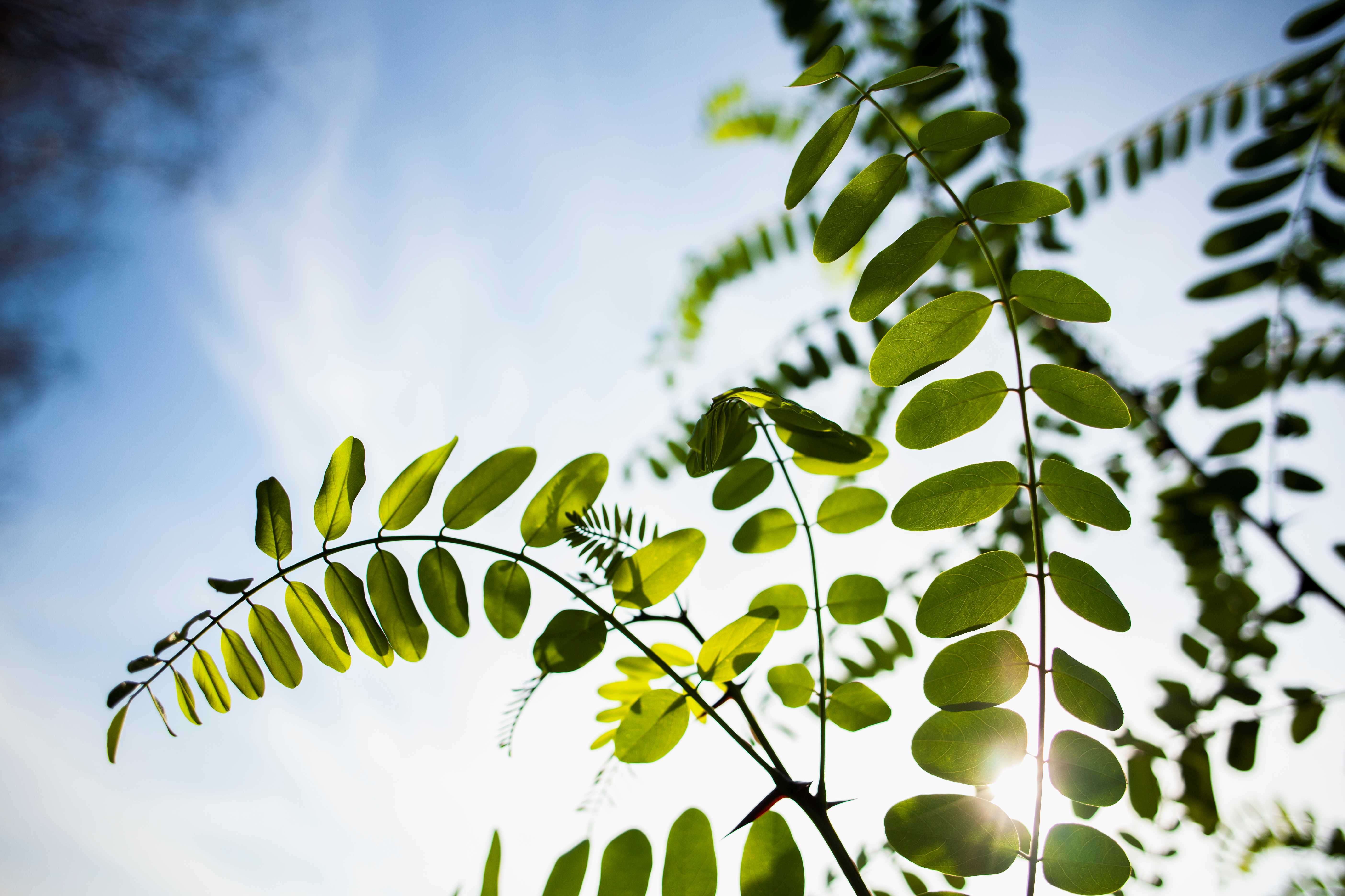Foglia verde